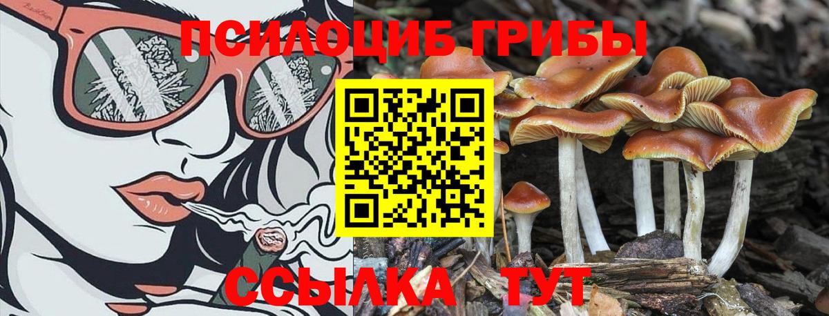 Галлюциногенные грибы Psilocybine cubensis  Вход с VPN  Псилоцибиновые грибы Psilocybe  Бугуруслан 