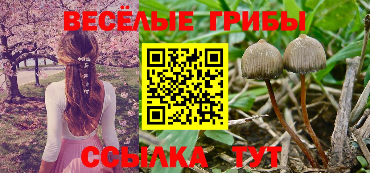 Галлюциногенные грибы Psilocybine cubensis Бугуруслан